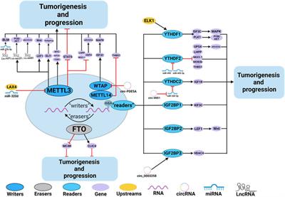 The emerging roles and mechanism of N6-methyladenosine (m6A) modifications in urologic tumours progression